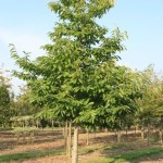 Castanea Sativa 25-30cm
