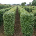 Clipped instant Fagus sylvatica hedging 1200mm x 300mm x 3m High