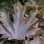 Acer Leaf in Autumn