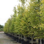 Fagus sylvatica 20-35cm in Air Pots for our of season planting