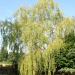 Salix alba 'Tristis' 80-100cm Girth