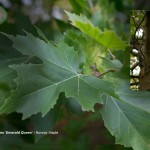 Acer platanoides 'Emerald Queen'