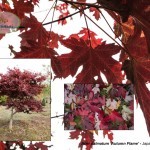Acer palmatum 'Autumn Flame'